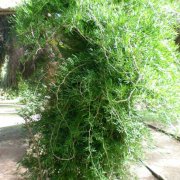 Asparagus falcatus