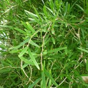 Asparagus falcatus
