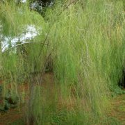 Asparagus plocamoides