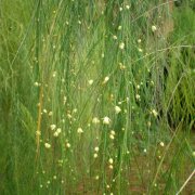 Asparagus plocamoides