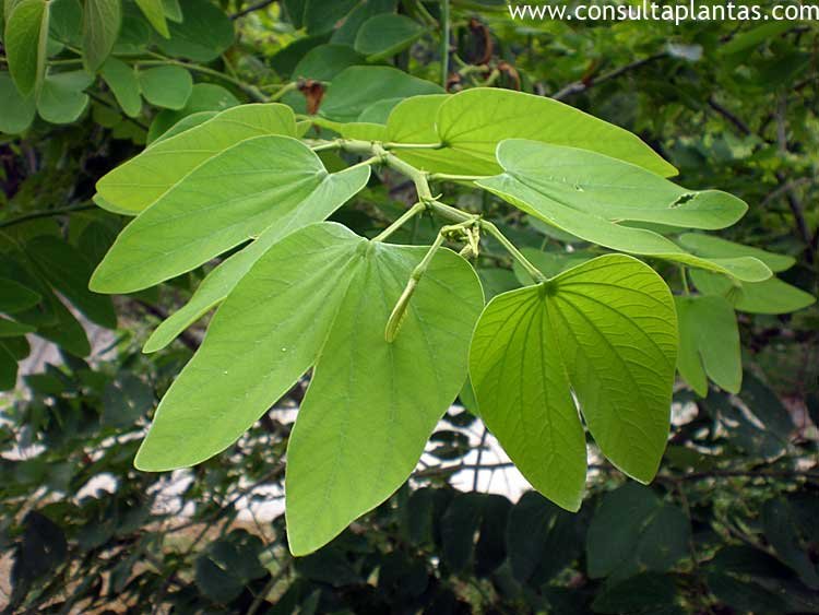 Bauhinia forficata or Brazilian orchid tree | Care and Growing