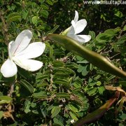 Bauhinia natalensis