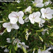 Bauhinia natalensis