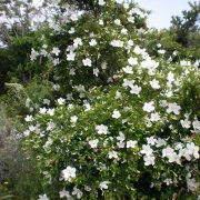 Bauhinia natalensis