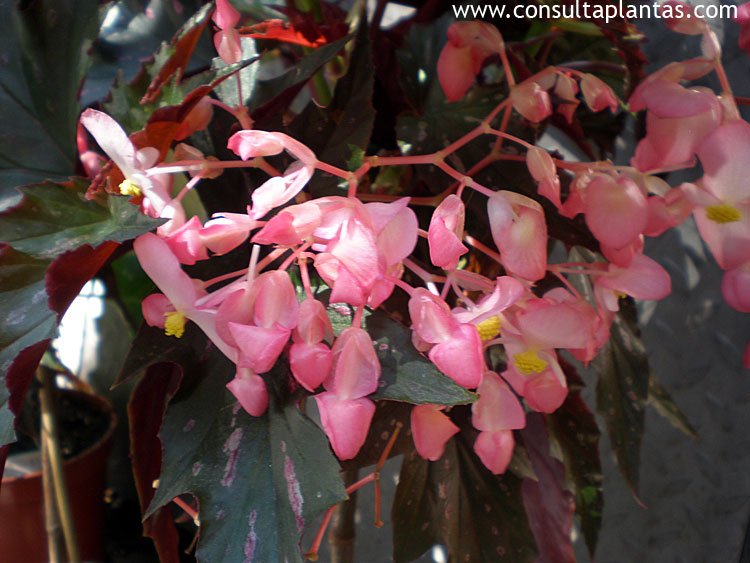 or Begonia tamaya | Care and