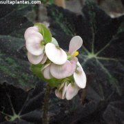 Begonia heracleifolia Nigricans