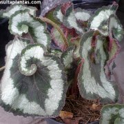 Begonia rex Caracol