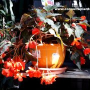 Begonia x tuberhybrida Belina Orange