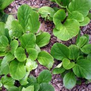 Bergenia cordifolia