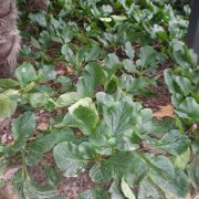 Flor de Bergenia