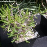 Boswellia neglecta
