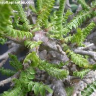Boswellia neglecta