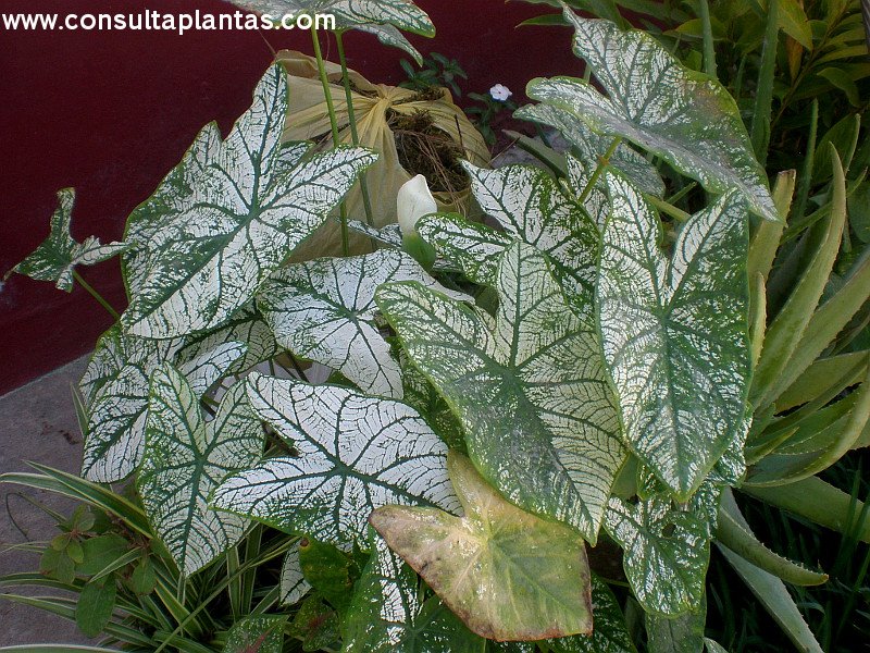 dragon fruit indoor plant Dragonfruit Plant 'Delight'  Incredible Edible Landscapes