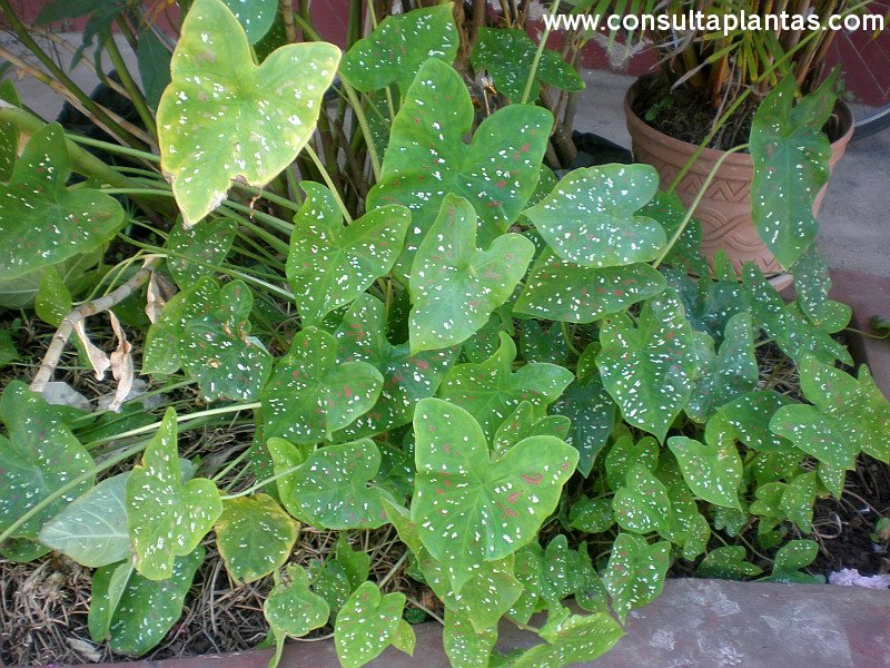 Caladium bicolor
