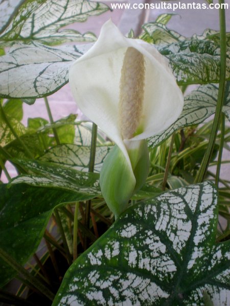 Caladium bicolor