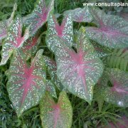 Caladium bicolor