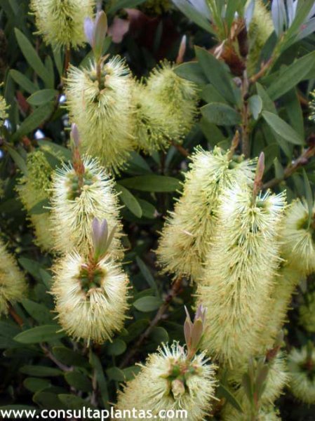 Callistemon