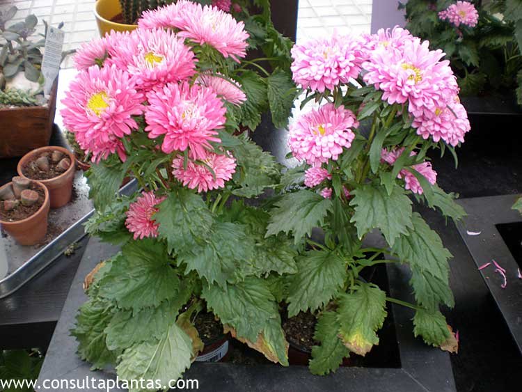 Callistephus chinensis