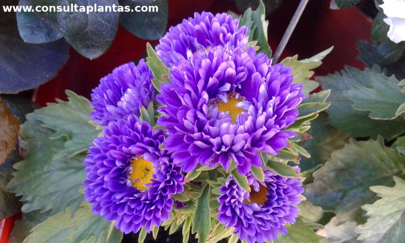 Callistephus chinensis