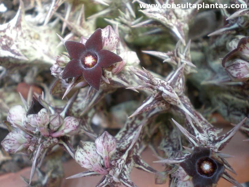 Caralluma Hesperidium O Caraluma Cuidados