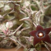 Caralluma hesperidium