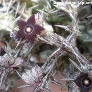 Caralluma hesperidium