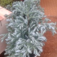 Chamaecyparis pisifera