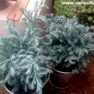Chamaecyparis pisifera