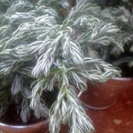 Chamaecyparis pisifera