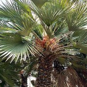 Chamaerops humilis