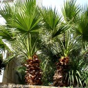 Chamaerops humilis