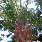 Chamaerops humilis