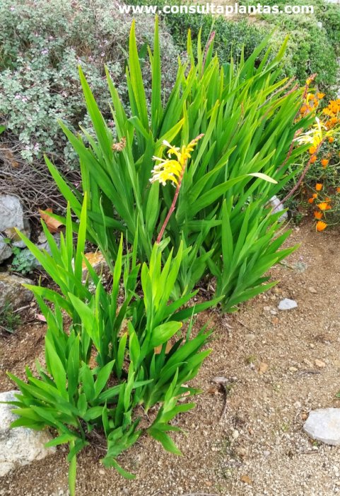 Chasmanthe floribunda Golden Wave