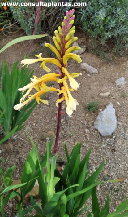 Chasmanthe floribunda Golden Wave