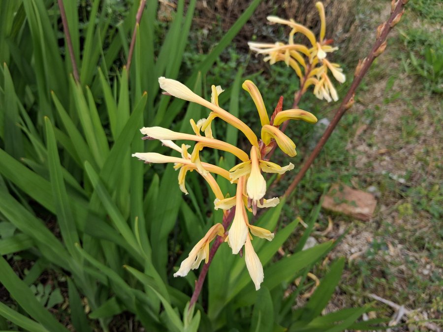 Chasmanthe floribunda Golden Wave