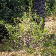 Chilopsis linearis