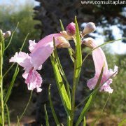 Chilopsis linearis