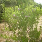 Chilopsis linearis