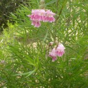 Chilopsis linearis