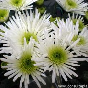 Chrysanthemum hybridum