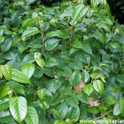 Cissus antarctica