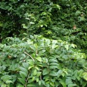 Cissus antarctica