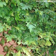 Cissus rhombifolia