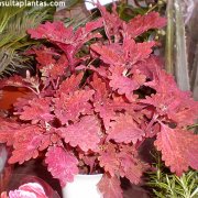 Coleus Stained Glass Copper