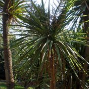 Cordyline stricta