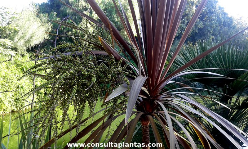 Cordyline australis purpurea