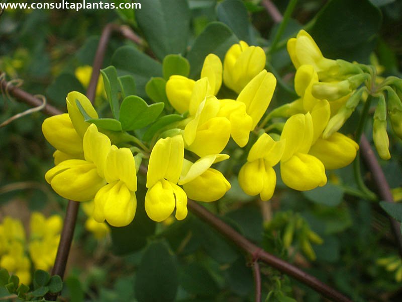 Coronilla Valentina O Carolina De Jard n Cuidados