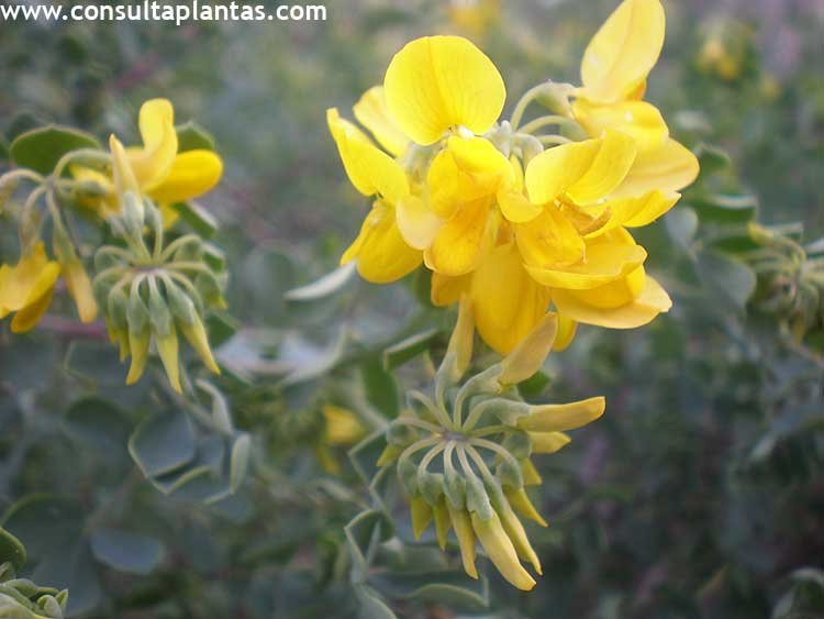 Coronilla valentina