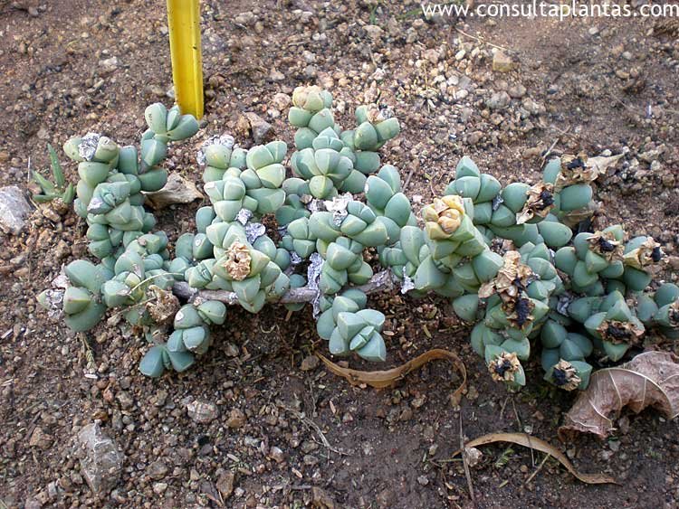 Delosperma lehmannii
