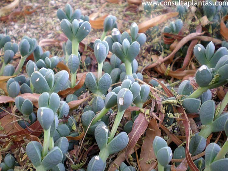 Delosperma lehmannii